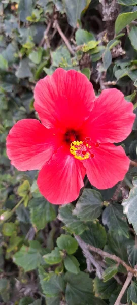 Flor Rosa Aberta Com Pistil — Fotografia de Stock