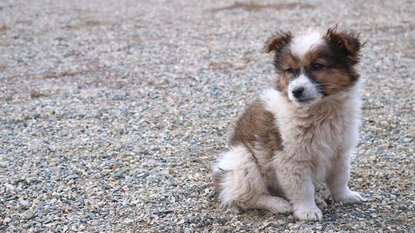 Pequeño Triste Cachorro Esponjoso Sentado Pequeño Parque Infantil Guijarros Cachorro — Foto de Stock