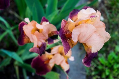 İris çiçeği, eflatun-pembe-sarı renk, yeşil arka planda. Yukarıdan çekilmiş, tomurcuk hafifçe kaplanmış.