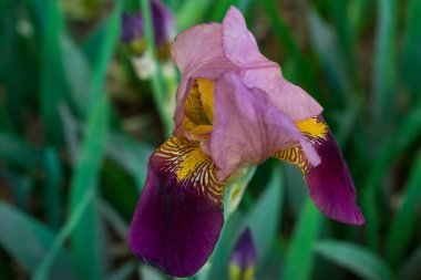 İris çiçeği, eflatun-pembe-sarı renk, yeşil arka planda. Yukarıdan çekilmiş, tomurcuk hafifçe kaplanmış.