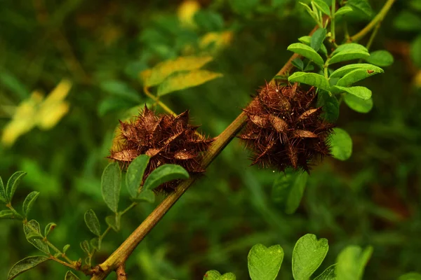 Cierniowe Brązowe Kwiaty Postaci Objętościowej Gwiazdy Umieszczone Gałązce Zielonym Tle — Zdjęcie stockowe