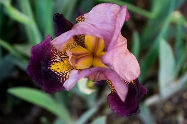 Fleur Iris Couleur Rose Lilas Jaune Sur Fond Vert Photographié — Photo