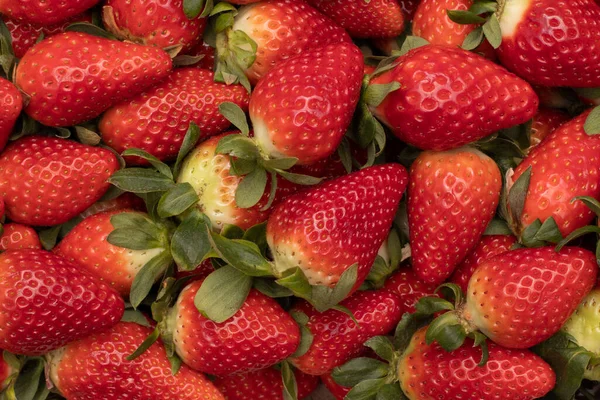 Quelques Délicieuses Fraises Arrière Plan Fraîchement Cueillies Une Des Grandes — Photo