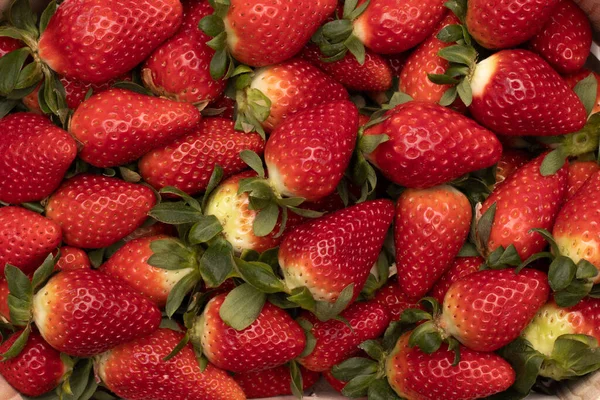 Quelques Délicieuses Fraises Arrière Plan Fraîchement Cueillies Une Des Grandes — Photo