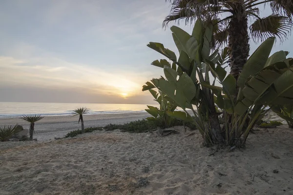 Beautiful Views Matalascaas Beach Huelva Spain Its Palm Trees Sand — Stock Photo, Image