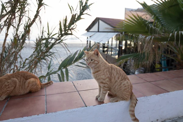 Две Бродячие Кошки Едят Стене Заднем Плане Пляж — стоковое фото