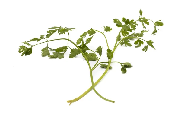 Two Bunches Parsley Isolated White Background — Stock Photo, Image