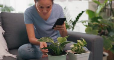 Genç Asyalı kadın rahat bir şekilde kanepede oturuyor akıllı telefon kullanıyor bitkilerin fotoğraflarını çekiyor ve evdeki kapalı alan bitkilerinin online dükkanlarında satıyor. Yaşam tarzı gençlik faaliyeti konsepti.