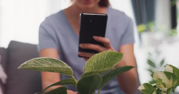 特写镜头年轻的亚洲女人穿着休闲装坐在沙发上 用智能手机拍下植物的照片 在客厅里的室内工厂网上销售 生活方式青少年活动概念 — 图库视频影像