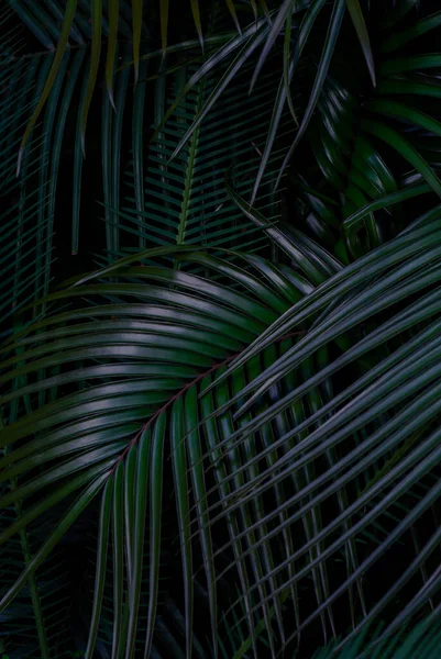 Függőleges botanikai poszter sötét árnyalatokban, elegáns pálmalevelekkel. Trópusi növények, botanikai tervezés. — Stock Fotó