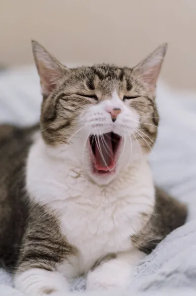 Retrato de um gato bocejo em close-up. Um animal de estimação sem dentes. Tédio, sonolência. — Fotografia de Stock