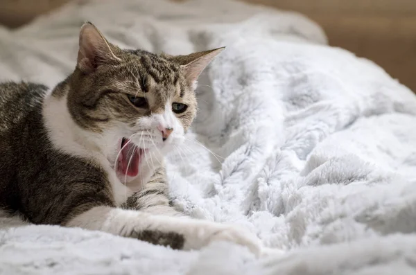 Un gato doméstico bosteza acostado en una manta de piel ligera. Espacio para texto. —  Fotos de Stock