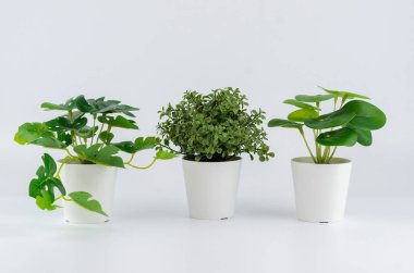Beyaz arka planda üç çeşit yapay bitki. Canavar, boxwood, pilea peperomia.