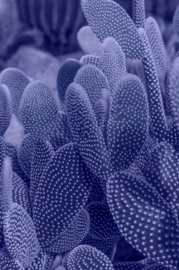 Dikey botanik posteri, üzerinde dikenli armut mikrodasis kaktüsü var. Rengi 2022. Çok güzel..