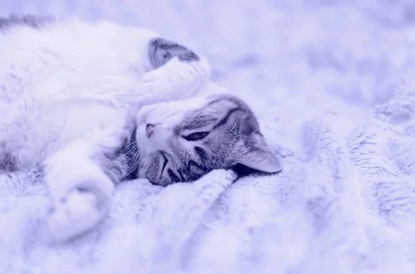 Милий смугастий кіт спить розслабленим на легкій ковдрі. Колір 2022 року . — стокове фото