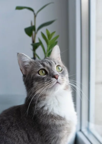 A gray cat is sitting on a white window sill by the window against a background of plants. — Stock fotografie