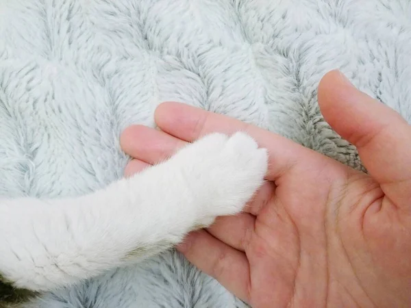 En kattes vita tass ligger på en persons handflata. Relationer mellan djur och människa. — Stockfoto