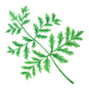 Yeşil Yaprak Elementi suluboya beyaz arkaplanda izole edildi