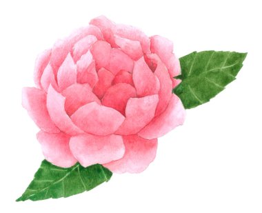 Çiçek elementi suluboya düğün çiçeği beyaz arkaplanda izole edilir