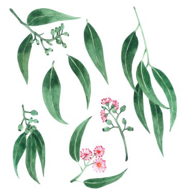 Yeşil Yaprak Elementi suluboya beyaz arkaplanda izole edildi