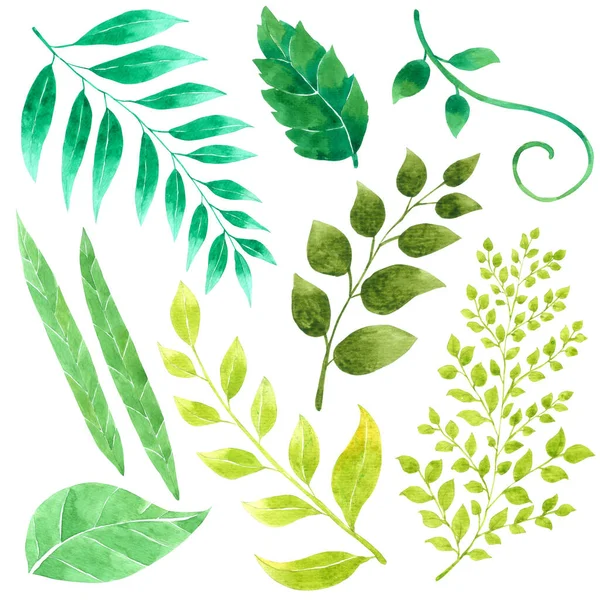緑の葉の要素手は白い背景に隔離された水彩画をペイント — ストック写真