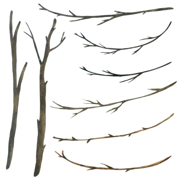 Tree Branch Watercolor Collection Isolated White Background Hand Drawn Painting — Stock Photo, Image