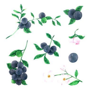 Beyaz arka planda yaban mersini suluboya boya