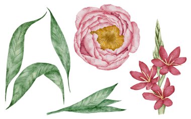 Çiçek elementi suluboya düğün çiçeği beyaz arkaplanda izole edilir