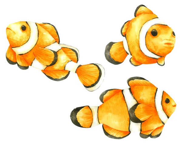 าของ Nemo Fish แยกก นบนพ นหล ขาว — ภาพถ่ายสต็อก