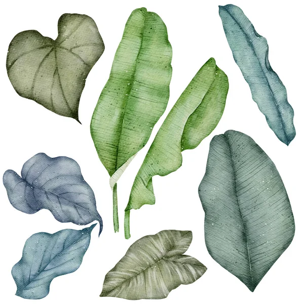 緑の葉の要素の水彩白の背景に隔離 — ストック写真