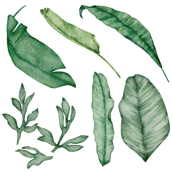 緑の葉の要素の水彩白の背景に隔離 — ストック写真