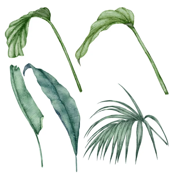 Green Leaf Element Aquarell Isolieren Auf Weißem Hintergrund Stockbild