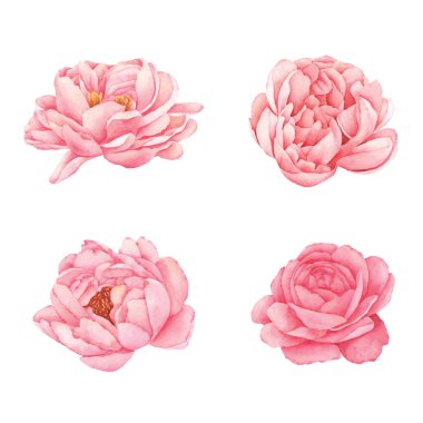 Şakayık Çiçek Koleksiyonu Elleri suluboya ile boyanmış