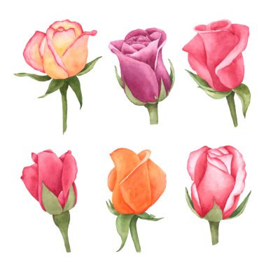 Gül çiçeği suluboya el boyası