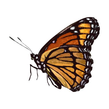 Kelebek suluboya koleksiyonu beyaz arkaplanda izole edilmiş, Kelebek El çizimi