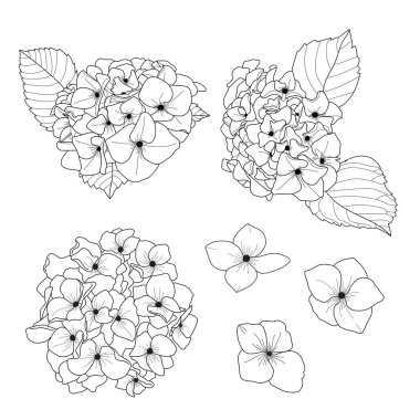 El çizimi çiçek ve yaprak