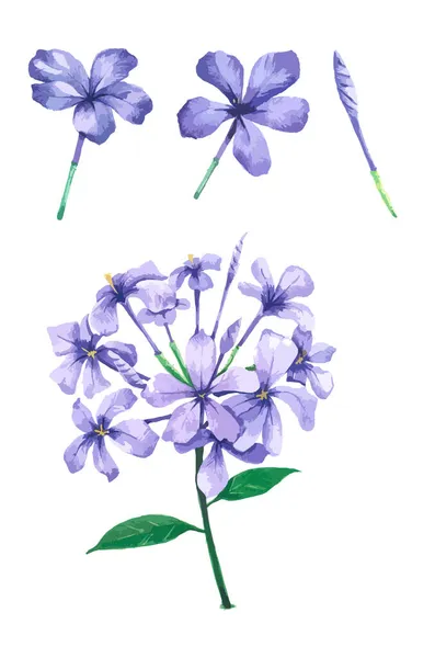 Υδατογραφία Violet Flower Απομονωμένο Λευκό Φόντο Λουλούδι Για Διακόσμηση Και — Διανυσματικό Αρχείο