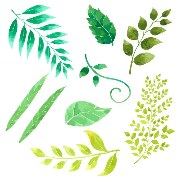 白い背景に隔離された水彩葉 装飾とデザインのための緑の葉 — ストックベクタ