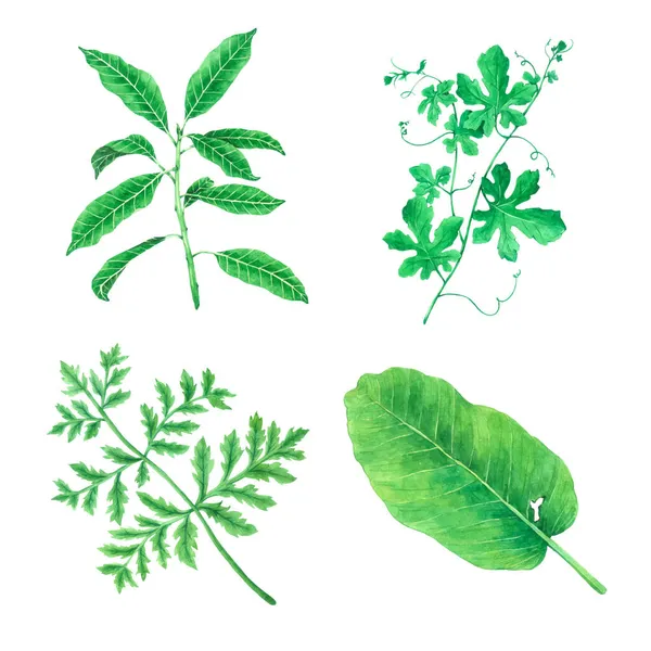 白い背景に隔離された水彩葉 装飾とデザインのための緑の葉 — ストックベクタ