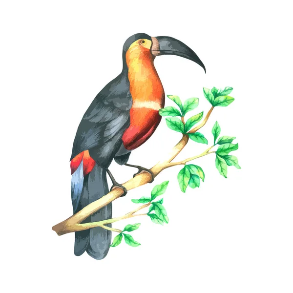 Hornbill Bird Rama Acuarela Aislada Sobre Fondo Blanco Dibujado Mano — Vector de stock