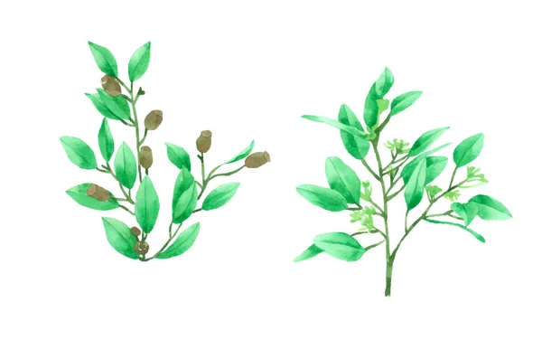 Green Leaf Element Watercolor Collection — 스톡 벡터