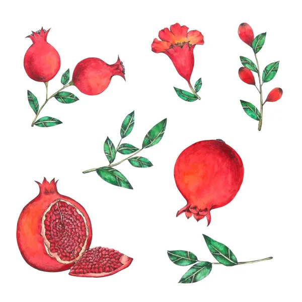 Granátová Jablka Sbírka Ovoce Akvarelů — Stockový vektor