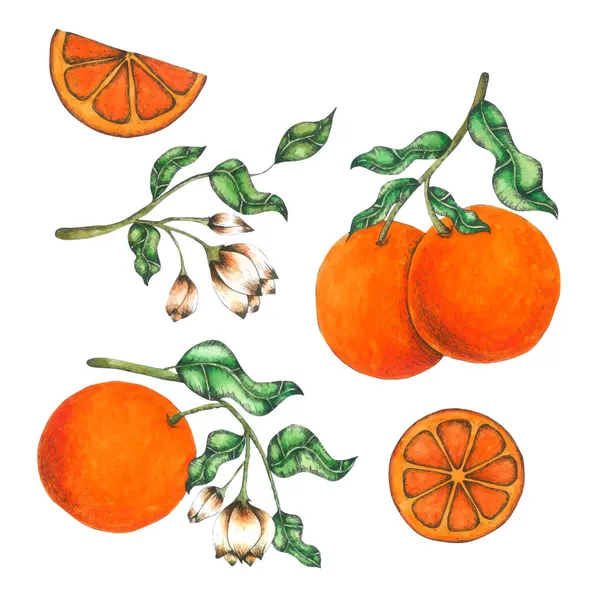 Pomerančový Ovocný Akvarel Ruční Barva — Stockový vektor