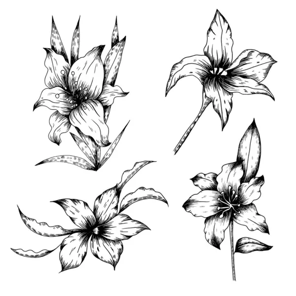 花と葉のスケッチアートコレクション手描きの絵画ヴィンテージスタイル — ストックベクタ