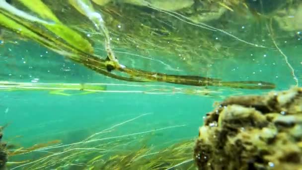 Gedreht Unter Wasser Tessin Man Die Grüne Wasservegetation Sehen Kann — Stockvideo