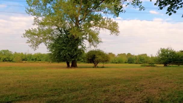 Foresta Densa Vista Sentiero Con Una Barra Legno — Video Stock