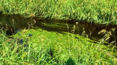 Bitki ve ağacın ortasındaki nehir.