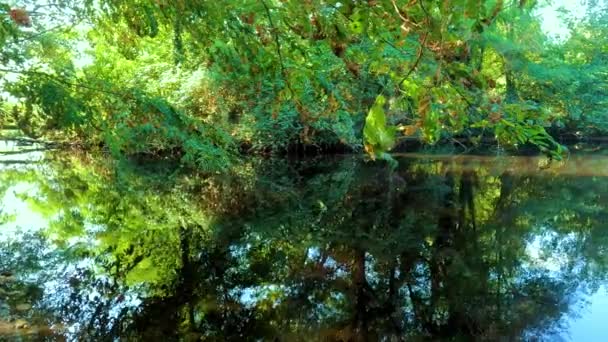 Fluss Inmitten Von Vegetation Und Baum — Stockvideo