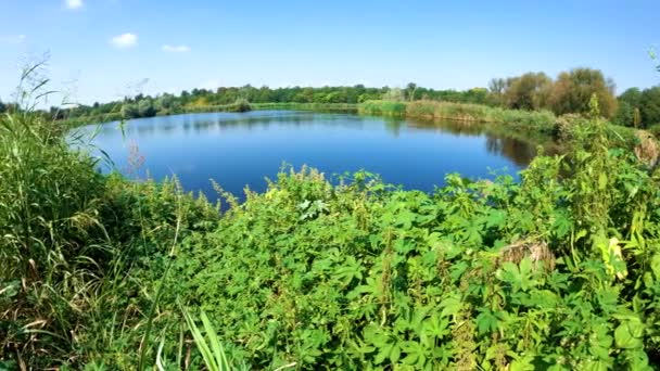 緑の植生と青空に囲まれた青い池 — ストック動画