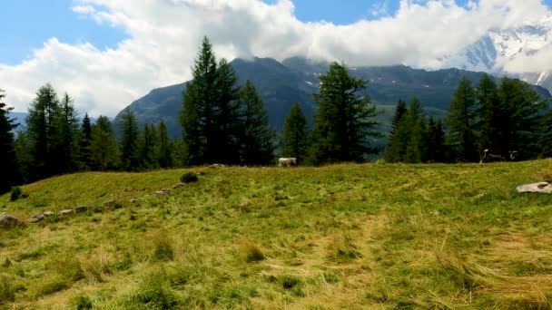 Prato Verde Montagna Pascolo Degli Animali — Video Stock